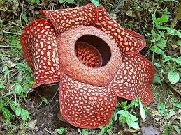 10 dingen die je niet wist over bloemen Boeketcadeau.nl